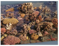 (333) Australia - QLD - Great Barrier Reef Corals - Great Barrier Reef