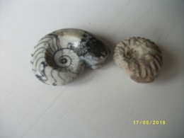 Lot De 2 Ammonites 100 Grs - Fossiles