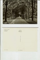 Viareggio (Lucca): Viale Dei Tigli. Cartolina FG B/n Lucido Anni '50 - Viareggio
