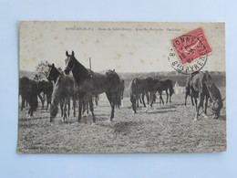 C.P.A. 64 SAINT-PALAIS : Haras De Saldi Choury, L'un Des Paddocks, Pouliches, Timbre En 1907 - Saint Palais