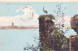 MAROC,MOROCCO,AFRIQUE DU NORD,RABAT,animal,oiseau,cigogne,1921,carte Ancienne - Rabat