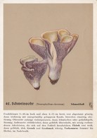 Mushrooms Champignons - Neurophyllum Clavatum - Paddestoelen