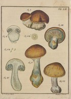 Mushrooms Champignons - International Mycological Congress Regensburg Germany 1990 - Mushrooms