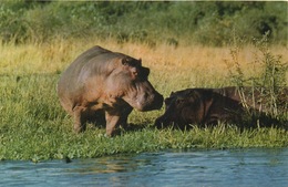 CPA ANIMAUX Hippopotames Au Bord De L'eau - Flusspferde