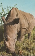 CPA ANIMAUX Rhinocéros En Gros Plan - Rhinocéros
