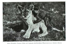 Gute Freunde: Junger Löwe Mit Jungem Abessinischem Mantelpavian) / Druck, Entnommen Aus Zeitschrift /1936 - Empaques