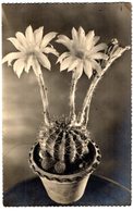 CACTUS FIORITO - FOTO GIULIO MARINO - BOLLO REPUBBLICA SOCIALE ITALIANA - VG 1944 FP - C044 - Cactussen