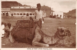 ¤¤  -  YEMEN   -  ADEN  -  Camel At Rest After Feeding   -  Chameau   -  ¤¤ - Jemen