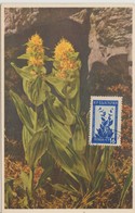 Bulgarie Carte Maximum Fleurs 1953 Gentiane 776 - Storia Postale