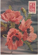 Bulgarie Carte Maximum Fleurs 1953 Coquelicots 777 - Lettres & Documents