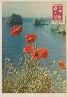 Bulgarie Carte Maximum Fleurs 1953 Coquelicots 777 - Storia Postale