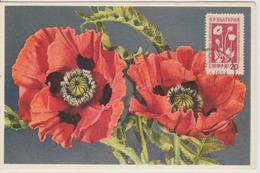 Bulgarie Carte Maximum Fleurs 1953 Coquelicots 777 - Briefe U. Dokumente