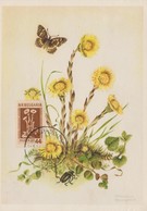 Bulgarie Carte Maximum Fleurs 1953 Tussilage 780 - Brieven En Documenten