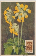 Bulgarie Carte Maximum Fleurs 1953 Primevères 781 - Storia Postale