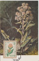 Bulgarie Carte Maximum Fleurs 1960 Gentianes 1018 - Cartas & Documentos