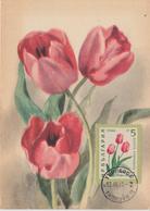 Bulgarie Carte Maximum Fleurs 1960 Tulipes 1019 - Briefe U. Dokumente