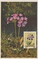 Bulgarie Carte Maximum Fleurs 1963 Primevères 1210 - Brieven En Documenten