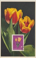 Bulgarie Carte Maximum Fleurs 1963 Tulipes 1212 - Storia Postale