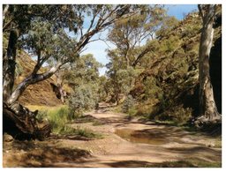 (369) Australia - SA - Bunyeroo Gorge - Flinders Ranges