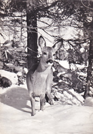 SUISSE,SWITZERLAND,SWISS, HELVETIA,SCHWEIZ,SVIZZERA ,VALAIS,MONTANA,1960,animal,biche,hiver,neige - Other & Unclassified