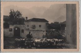 Soglio - Auf Dem Dorfplatz Mit Schafherde - Photo: E. Meerkämper - Soglio