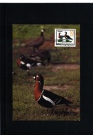 Germany DDR 1985 Geese Maximumcard - Oies