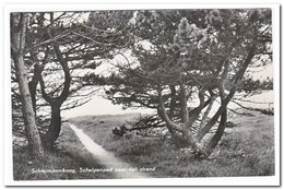 Schiermonnikoog, Schelpenpad Naar Het Strand - Schiermonnikoog