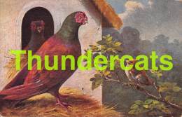 CPA ILLUSTRATEUR   ARTIST SIGNED AUGUST MULLER MUNCHEN BIRDS OISEAUX - Mueller, August - Munich