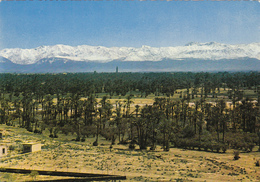 AFRIQUE,MAROC,MARRAKECH,PALMERAIE  ,plantation D'arbres Dans Le Désert,grand Atlas, - Marrakech