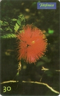 Telefónica - Calliandra Dysantha - Brasilien