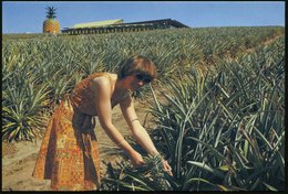 1979 AUSTRALIEN, 20 C. Bild-Ganzsache: Ananas-Plantage Queensland + Zusatz-Frankatur, Übersee-Flugpostkarte - Agrarprodu - Other & Unclassified