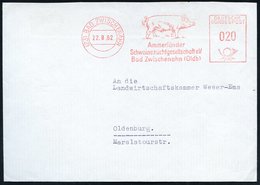 1962 (22.8.) (23) BAD ZWISCHENAHN, Absender-Freistempel: Ammerländer Schweinezuchtgesellschaft E.V. = Hausschwein, Firme - Otros & Sin Clasificación