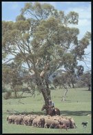 1979 AUSTRALIEN, 20 C. Bild-Ganzsache: Schafherde Im Australischen Busch (Schäfer Zu Pferd, Schäferhunde) + Zusatzfranka - Andere & Zonder Classificatie