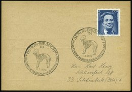 1975 (11.5.) 114 BERLIN-BIESDORF 1, Sonderstempel: 9. Allgem. Rassehund Ausstellung (Pudel) Inl.-Karte - Hund, Wolf, Fuc - Altri & Non Classificati