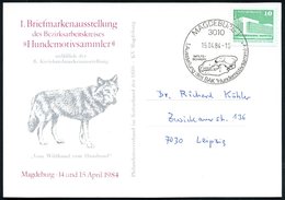 1984 (15.4.) 3010 MAGDEBURG 1, Sonderstempel: 1. Ausstellung Des BAK "Hundemotivsammler" = Wolfsschädel Auf Passender So - Other & Unclassified