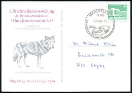 1984 (15.4.) 3010 MAGDEBURG 1, Sonderstempel: 1. Ausstellung Des BAK "Hundemotivsammler" = Wolfsschädel Auf Passender So - Autres & Non Classés