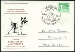 1984 (9.9.) 3010 MAGDEBURG 1, Sonderstempel: VKSK-DDR-offene Rassehundeausstellung (Terrier) Auf Passender Sonderkarte - - Other & Unclassified