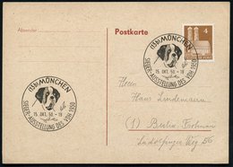 1950 (15.10.) (13 B) MÜNCHEN, Sonderstempel: SIEGER-AUSSTELLUNG DES VDH 1950 (Bernhardinerkopf) Inl.-Karte (Bo.236) - Hu - Other & Unclassified