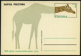 1973 POLEN, 1 Zl. Sonder-Ganzsache: 100 Jahre Zoo Poznan (Posen) = Giraffe, Ungebr. (Mi.P 630) - Wild Lebende Säugetiere - Autres & Non Classés