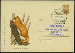 1967 (15.7.) UdSSR, 4 Kop. Ganzsachen-Umschlag, Braun: Sibirischer Marder + Passender Sonderstempel: LENINGRAD, INTERNAT - Autres & Non Classés