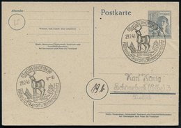 1948 (29.2.) (15 A) OBERHOF (THÜR), Hand-Werbestempel: Höhenluftkurort U. Wintersportplatz = Hirsch, Inl.-Karte (Bo.4) - - Other & Unclassified