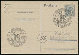 1948 (29.2.) (15 A) OBERHOF (THÜR), Hand-Werbestempel: Höhenluftkurort U. Wintersportplatz = Hirsch, Inl.-Karte (Bo.4) - - Sonstige & Ohne Zuordnung