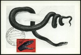 1967 (30.1.) RUANDA, 20 C. Grüne Mamba + ET-Sonderstempel: KIGALI, ET-Maximumkarte (Mi.201) - Reptiline, Schlangen & Amp - Autres & Non Classés