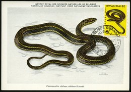 1967 (30.1.) RUANDA, 5 F. Zischnatter + ET-Sonderstempel: KIGALI, ET-Maximumkarte (Mi.206) - Reptiline, Schlangen & Amph - Altri & Non Classificati