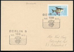 1966 (14.12.) 108 BERLIN 8, Sonderstempel Ohne Text = Qualle (?) EF 5 Pf. Phantomsalmler, Inl.-Karte (Mi.1221 EF) - Moll - Altri & Non Classificati