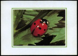 1984 SCHWEIZ, Schmuckblatt-Telegramm: Marienkäfer (Format A5), Ungebr. (LX5 PTT 741.05 V.84) - Insekten / Insects / Inse - Otros & Sin Clasificación