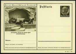 1940 Halle/ Saale, 6 Pf. Bild-Ganzsache Hindenbg., Braun: Zoo Halle, Löwenfreianlage, Ungebr. (Mi.P 236/40-154-1-B 9) -  - Andere & Zonder Classificatie