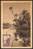 183 ALGERIA: COLOMB-BECHAR: A Wadi, Palm Trees, Maximum Card Of 31/JUL/1952, VF Quality - Maximum Cards