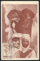 185 ALGERIA: Maximum Card Of AP/1953: Saharan Companies, Soldiers, Military, VF Quality - Maximumkaarten