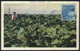 1145 CUBA: TOBACCO Plantation, Cigars, Old Maximum Card With Light Staining - Cartoline Maximum